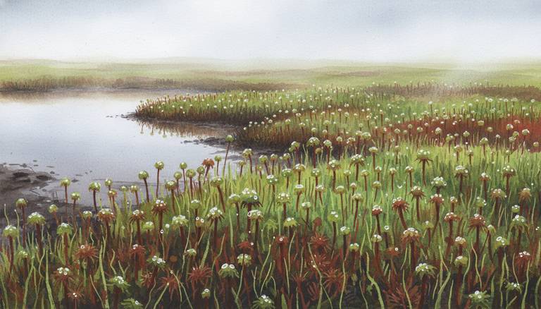 The Bog That Builds Worlds episode from Plant Profiles